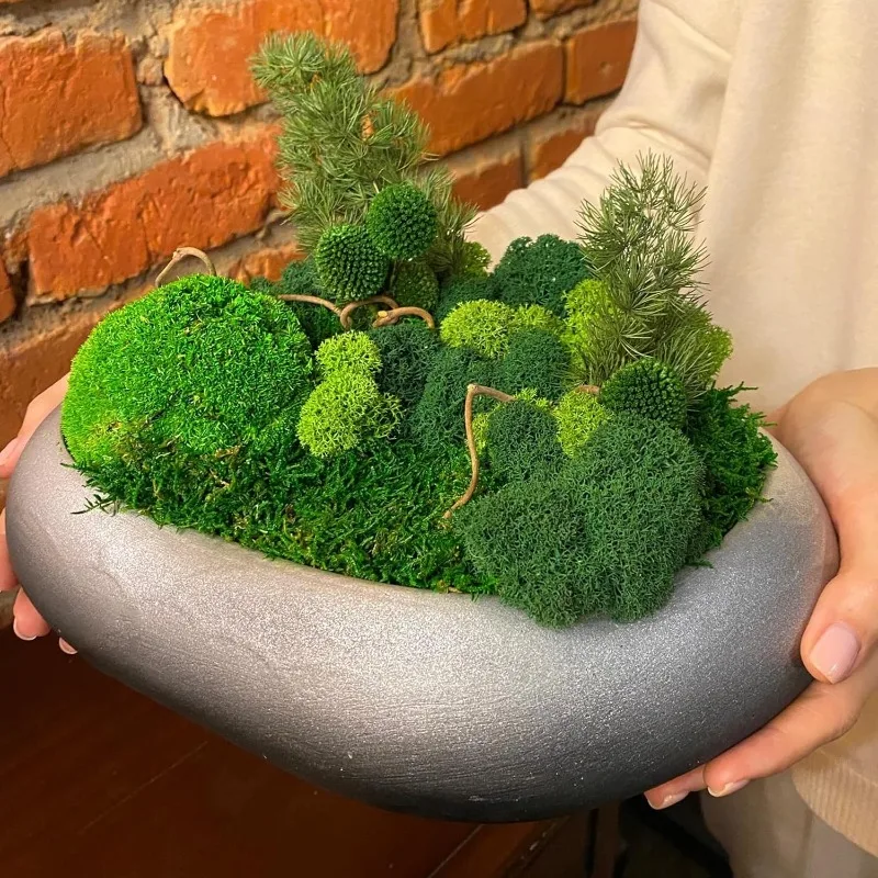 영원한 생명을 담은 이끼, 인조 녹색 이끼, 미니 정원 - Sphagnum Moss Dry 리뷰 및 가격