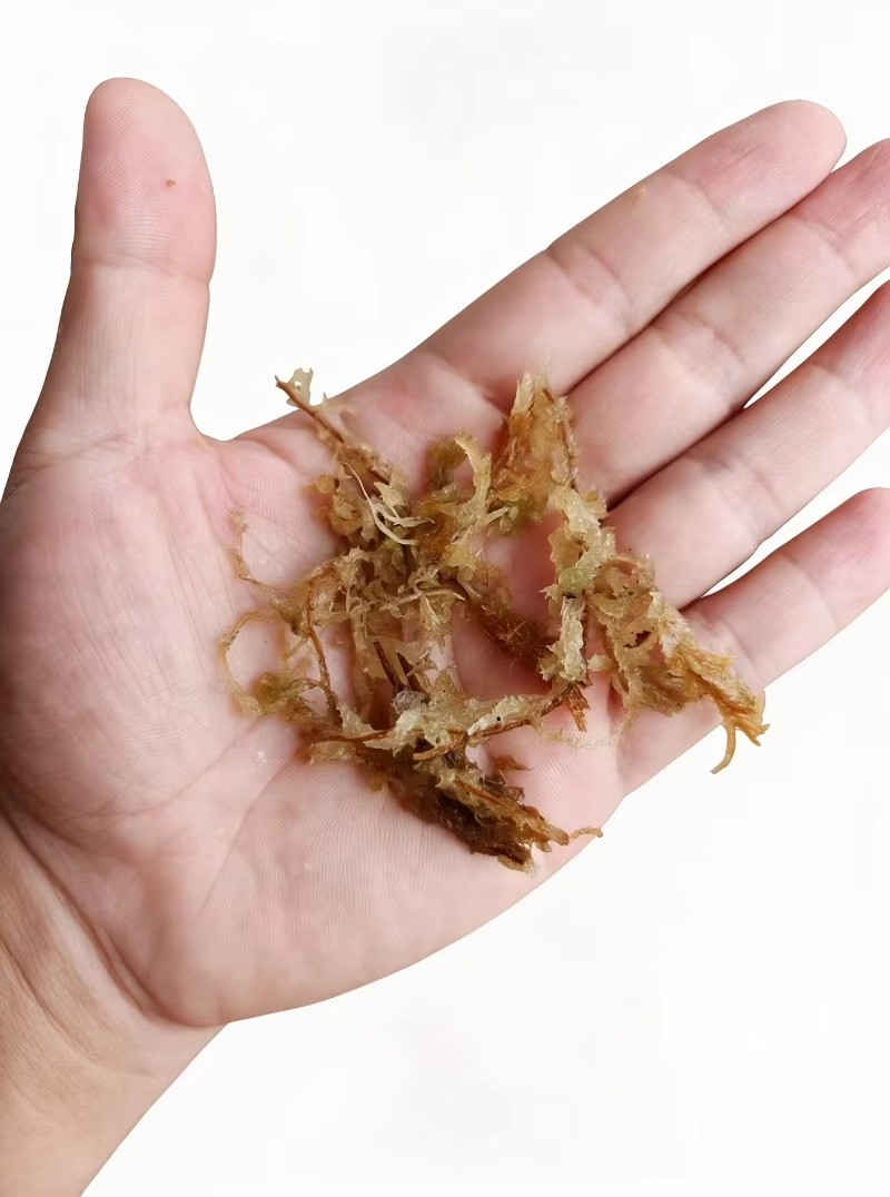 고급 스파그넘 이끼 (난초용) 압축 블록, 파충류 테라 - Sphagnum Moss Dry 리뷰 및 가격