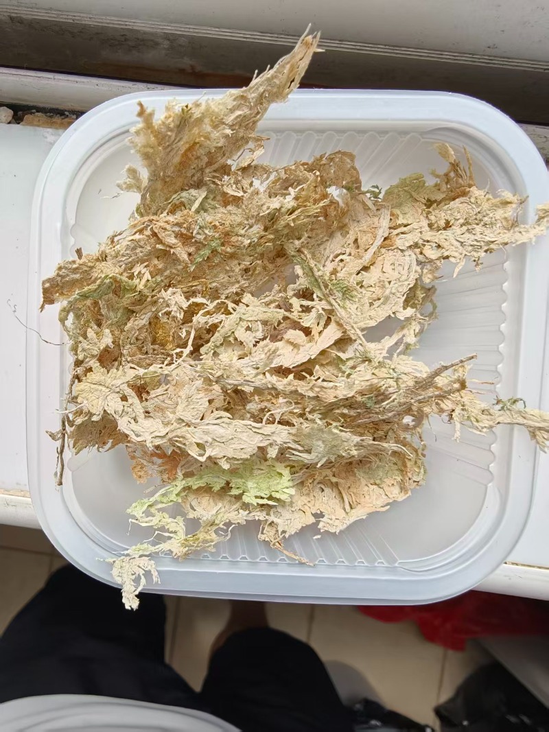 고급 스파그넘 이끼 (난초용) 압축 블록, 파충류 테라 - Sphagnum Moss Dry 리뷰 및 가격