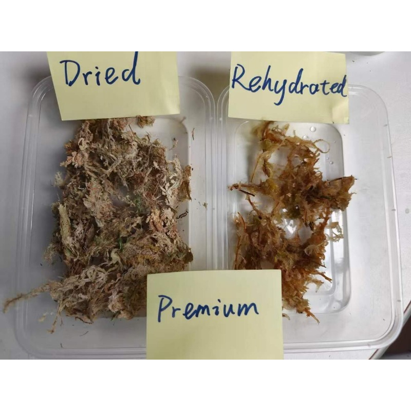 고급 스파그넘 이끼 (난초용) 압축 블록, 파충류 테라 - Sphagnum Moss Dry 리뷰 및 가격